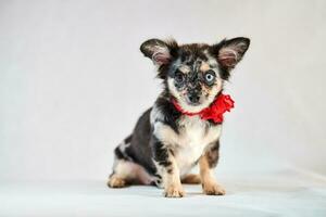 chihuahua puppy met verschillend ogen foto