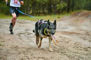 canicross honden mushing race foto