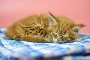 slapende maine coon rode kitten foto