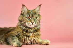 maine coon kat, schildpad vachtkleur. foto