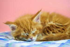 slapende maine coon rode kitten foto