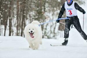 honden skijoring wedstrijd foto