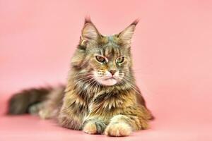 maine coon kat, schildpad vachtkleur. foto