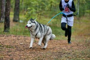 canicross honden mushing race foto