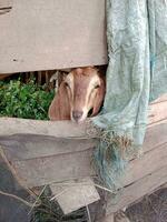 geit in de kooi. boerderij dier teken en symbool. foto