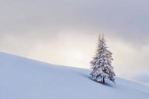 fantastisch winterlandschap met één sneeuwboom. karpaten, oekraïne, europa