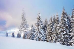 geweldige winterfoto in de Karpaten met besneeuwde sparren. kleurrijke buitenscène, gelukkig nieuwjaar viering concept. post-processed foto in artistieke stijl