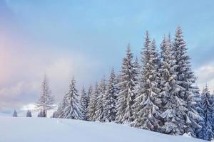 geweldige winterfoto in de Karpaten met besneeuwde sparren. kleurrijke buitenscène, gelukkig nieuwjaar viering concept. post-processed foto in artistieke stijl