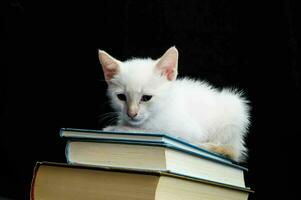 een wit katje zittend Aan top van een stack van boeken foto