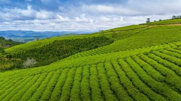 mooi landschap in de ochtend- Bij cau dat, da lat stad, lam dong provincie. wind macht Aan thee heuvel, ochtend- landschap Aan de heuvel van thee geplant foto