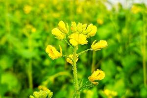 dauw druppels Aan mosterd bloemen foto