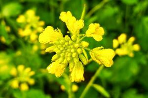 dauw druppels Aan mosterd bloemen foto