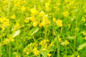 dauw druppels Aan mosterd bloemen foto