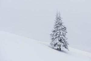 fantastisch winterlandschap met één sneeuwboom. karpaten, oekraïne, europa