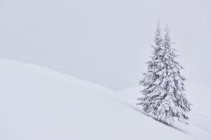 fantastisch winterlandschap met één sneeuwboom. karpaten, oekraïne, europa foto