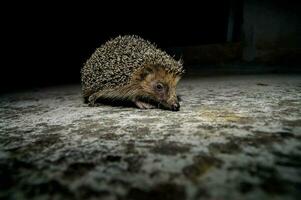 een egel wandelen Aan de grond Bij nacht foto