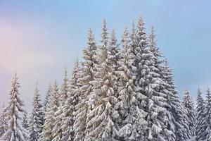 majestueuze witte sparren gloeien door zonlicht. pittoresk en prachtig winters tafereel. locatie plaats karpaten nationaal park, oekraïne, europa. Alpen skigebied. blauwe tinten. gelukkig nieuwjaar schoonheid wereld