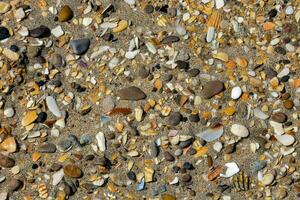 een dichtbij omhoog visie van een strand met veel verschillend schelpen foto