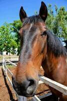 een paard is op zoek over- een hek foto