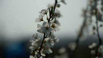 ai gegenereerd kers bloesem in lente, macro schot met Ondiep diepte van veld- foto