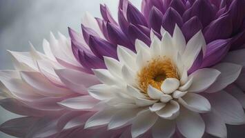 ai gegenereerd dichtbij omhoog van wit en Purper dahlia bloem met wazig achtergrond. generatief ai foto