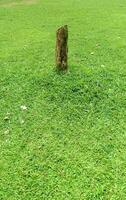 een gras met schaduw reflectie in de daglicht foto