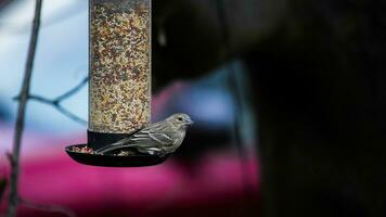 mus zittend Bij vogel voeder met zaden en kopiëren ruimte foto