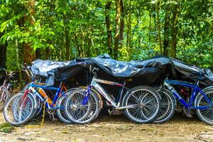 coba quintana roo Mexico 2023 huur een fiets driewieler rijden door de oerwoud coba ruïnes. foto