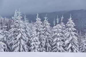 ochtend winter rustig berglandschap met prachtige frosting sparren en skipiste door sneeuwbanken op berghelling
