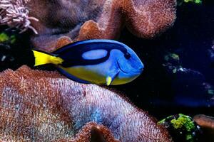 vis Koninklijk blauw chirurg - paracanthurus hepatus foto