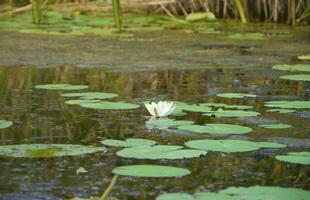 mooi wit lotus bloem en lelie ronde bladeren Aan de water na regen in rivier- foto