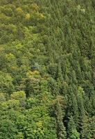 structuur van een berg Woud met veel groen bomen. visie van hoog foto