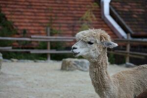 lama alpaca in de dierentuin, pluizig en schattig dier foto