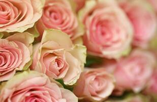 boeket van kleurrijk rozen net zo achtergrond, detailopname. roze bloemen foto