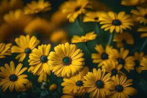 ai gegenereerd geel bloemen in een veld- met een donker achtergrond foto