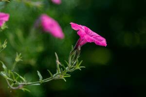 mooi wit en roze petunia bloemen foto