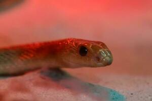 rood - gevlekte snavel slang foto