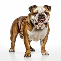 ai gegenereerd bulldog rasecht hond staand Aan wit foto