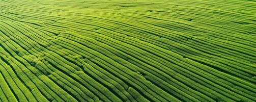 ai gegenereerd hoog resolutie antenne beeldmateriaal groen veld- foto