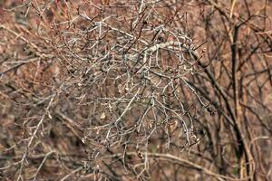 fragment van een Afdeling met bloemknoppen van rosa spinosissima in vroeg lente, algemeen bekend net zo de rosa pimpinellifolia. foto