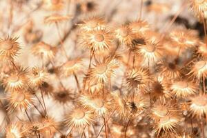 een bundel van droog bloemen in de woestijn foto