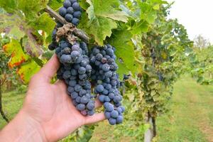 een hand- Holding een bundel van druiven in een wijngaard foto