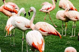 een groep van flamingo's staand Aan de gras foto