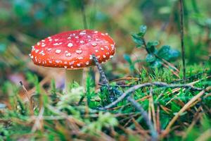 volwassen amanita muscaria, bekend net zo de vlieg agaric of vlieg amanita. genezing en geneeskrachtig paddestoel met rood pet groeit in Woud. kan worden gebruikt voor micro doseren, geestelijk praktijken en sjamaan rituelen foto