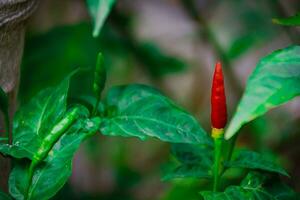 sissend vogel oog chili helder rood peper, essentieel ingrediënt voor pittig Koken geneugten foto
