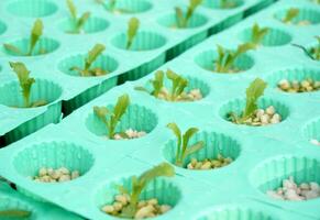 dichtbij omhoog zaailingen van groen planten. foto