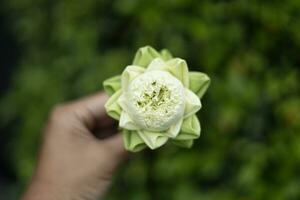 dichtbij omhoog van wit lotus knop Aan hand- achtergrond. vouwen wit lotus bloemblad Aan hand, Thais traditioneel stijl. foto