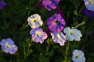 blauw en blauw petunia bloemen. petunia jus. mooi bloemen in een bloem bed. foto