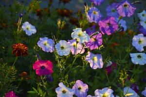 blauw en blauw petunia bloemen. petunia jus. mooi bloemen in een bloem bed. foto