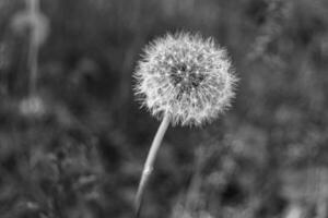 mooi wild groeit bloem zaad paardebloem Aan achtergrond weide foto